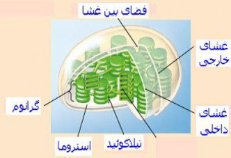 پاورپوینت کامل و جامع با عنوان بررسی کلروپلاست در سلول در 21 اسلاید