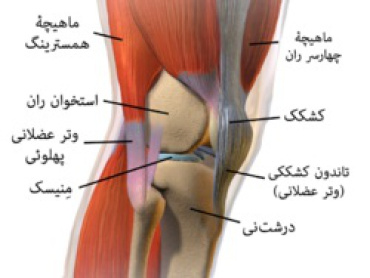 پاورپوینت کامل و جامع با عنوان بررسی زانو در بدن انسان در 24 اسلاید