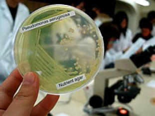 پاورپوینت کامل و جامع با عنوان بررسی باکتری سودوموناس آئروژینوزا در 18 اسلاید