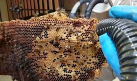 پاورپوینت الگوریتم کولونی زنبور عسل  تعداد26اسلاید