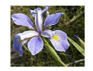 طبقه بندی پایگاه داده‌ی iris  با طبقه‌بند بیزین