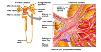 فایل جزوه فیزیولوژی کلیه