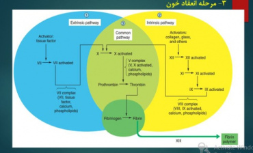 پاورپوینت آزمایش انعقاد خون