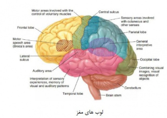 جزوه فیزیولوژی سیستم عصبی