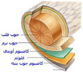 چوب و فرآورده های چوبی