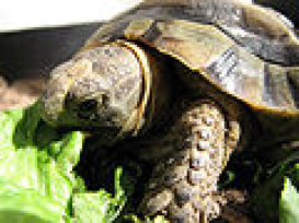 پاورپوینت کامل و جامع با عنوان بررسی لاک پشت ها (Turtles) و خصوصیات و ویژگی های بدنی آن ها در 31 اسلاید