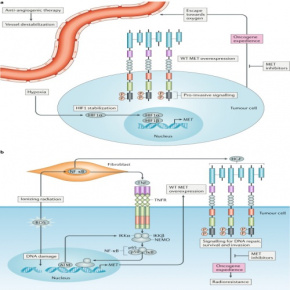 MET انکوژن ,بررسی عملکرد سلولی و مولکولی سیگنالینگ