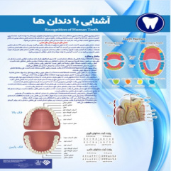 پوستر آشنایی با دندان - مجموعه پوسترهای دندانپزشکی