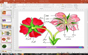 پاورپوینت درس 12 علوم تجربی پایه چهارم دبستان (ابتدایی): گوناگونی گیاهان