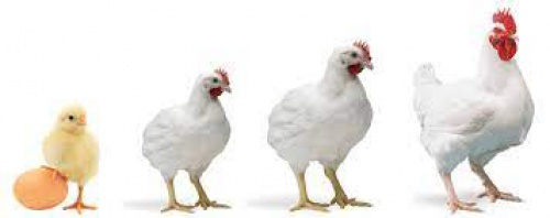 نکات مهم و حیاتی در پرورش مرغ گوشتی