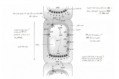 اکسین (متن آموزشی همراه ترجمه)