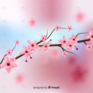 شکوفه گیلاس با پس زمینه تار