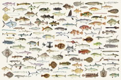 وکتور ماهی با بیش از ۱۰۰ طرح متنوع