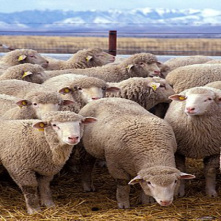 پاورپوینت کامل و جامع با عنوان بررسی گوسفند، پرورش دهندگان و انواع گوسفند در 16 اسلاید