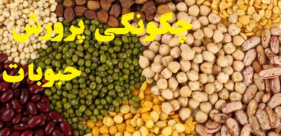 چگونگی پرورش حبوبات