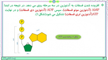 پاورپوینت گفتار 1 زیست شناسی پایه دوازدهم تجربی: تأمین انرژی (فصل 5: از ماده به انرژی) ( 35 اسلاید)