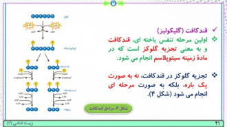 پاورپوینت فصل 5 زیست شناسی پایه دوازدهم تجربی: از ماده به انرژی  ( 92 اسلاید)