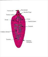تحقیق درباره کرم کبد گوسفند(فاسیولا)