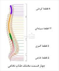 ستون فقرات و نحوه مراقبت از آن