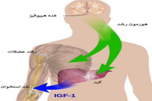 پاورپوینت هورمون رشد