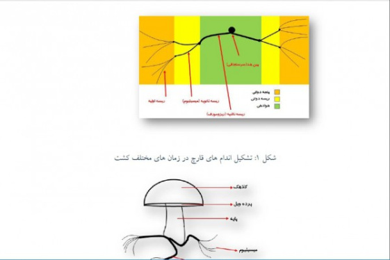 آشنایی با قارچ دکمه ای -فصل 1 از آموزش تولید قارچ دکمه ای (به زبان ساده)