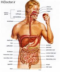 پاورپوینت (اسلاید) آناتومی و فیزیولوژی دستگاه گوارش