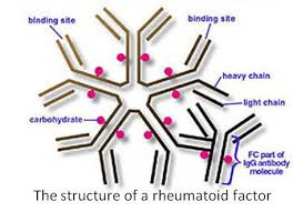 تشخیص روماتوئید فاکتور (RF )