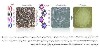 پاورپوینت سلول های بنیادی پرتوان القایی از تولید تا کاربرد (IPS)