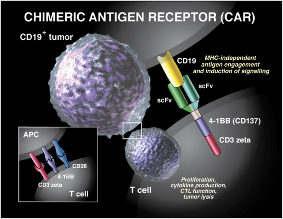 پاورپوینت (اسلاید) T-Cell Therapy in solid tumor