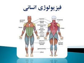 پاورپوینت آناتومی و فیزیولوژی انسانی