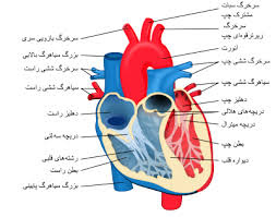 پاورپوینت ارزیابی عملکرد قلب وعروق (انگلیسی)