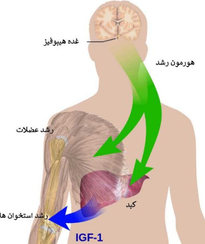 پاورپوینت در مورد هورمون رشد