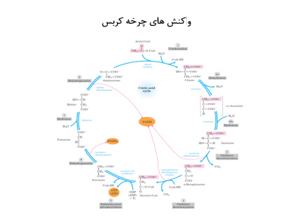 پاورپوینت چرخه کربس