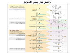 پاورپوینت مسیر گلیکولیز و تنظیم آن