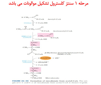 پاورپوینت متابولیسم کلسترول و اسیدهای صفراوی