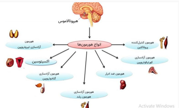 پاورپوینت غده هیپوتالاموس