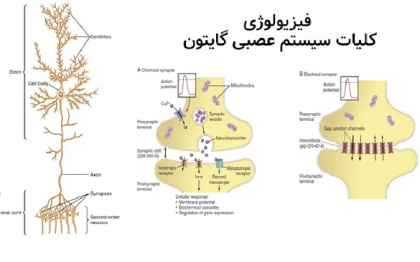 پاورپوینت فیزیولوژی کلیات سیستم عصبی