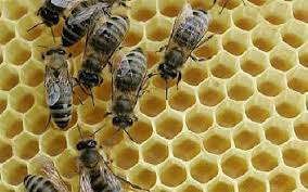 دانلود طرح توجیهی پرورش و نگهداری زنبور عسل