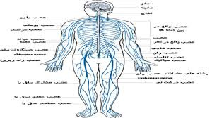 پاورپوینت دستگاه عصبی