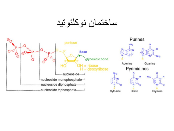 دانلود پاورپوینت با موضوع متابولیسم نوکلئوتید