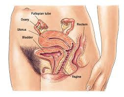 تحقیق دستگاه تناسلی زنان