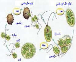 تحقیق تولید مثل