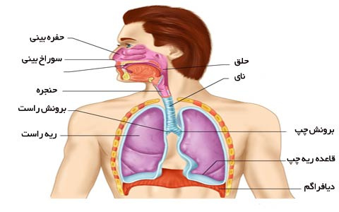 تحقیق فیزیولوژی ریه