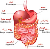 پاورپوینت دستگاه گوارش