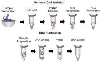 پاورپوینت روش های استخراج DNA از بدن (DNA EXTRACTION METHODS) به زبان انگلیسی