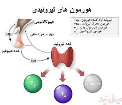 پاورپوینت هورمون های تیروئیدی (ویژه ارائه کلاسی درس بیوشیمی)