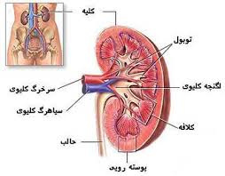 پاورپوینت آشنایی با کلیه (ویژه ارائه کلاسی رشته های تربیت بدنی و علوم ورزشی)