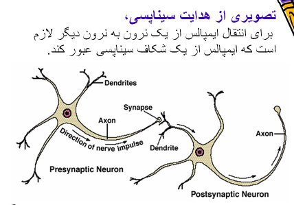 پاورپوینت سیستم عصبی: ساختار و کنترل حرکت