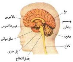 پاورپوینت سيستم اعصاب مركزي انسان