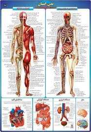 پاورپوینت آناتومی انسان